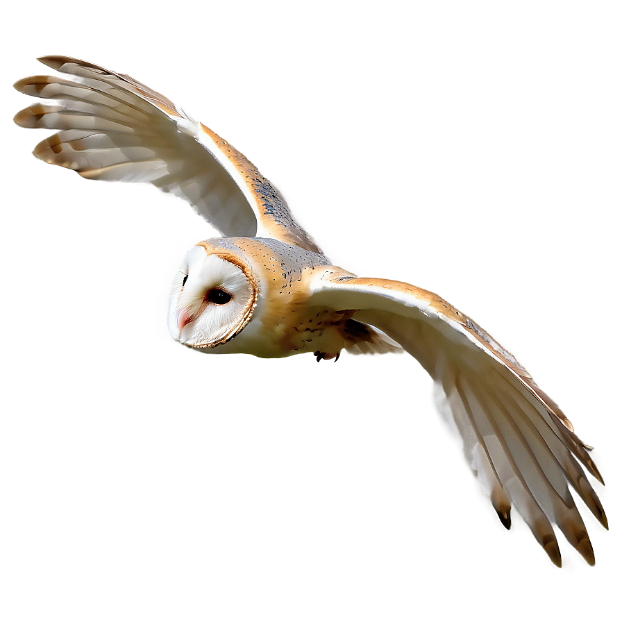 Barn Owl Gliding Png Etv PNG Image