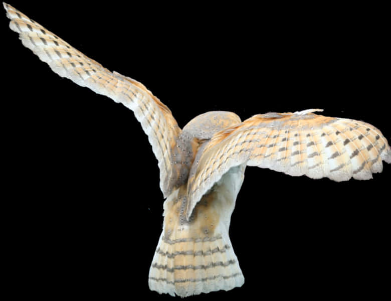 Barn Owl In Flight PNG Image