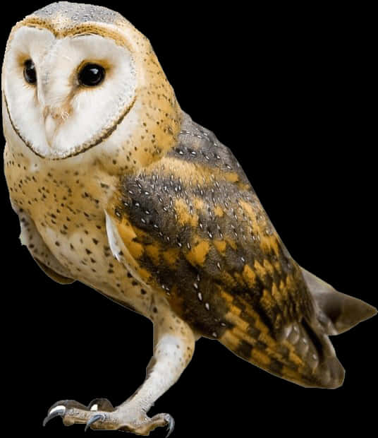 Barn Owl Portrait PNG Image