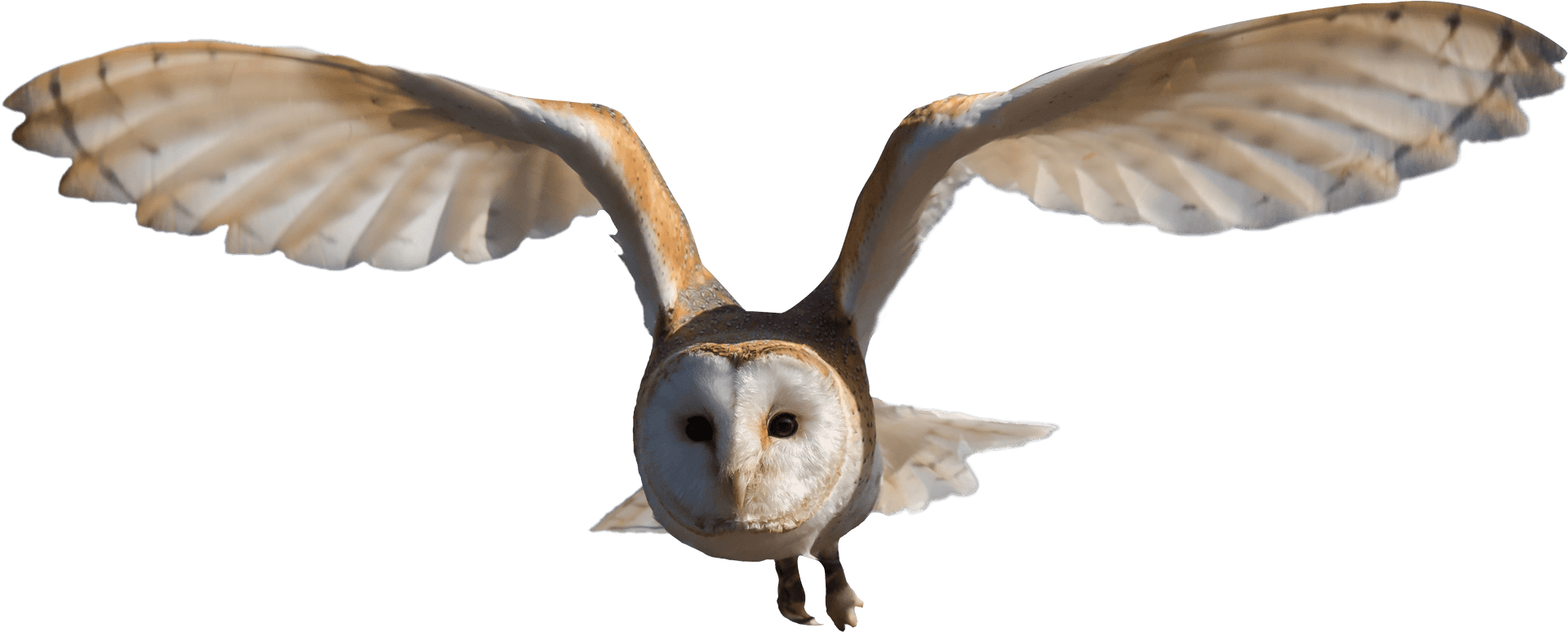 Barn Owlin Flight PNG Image