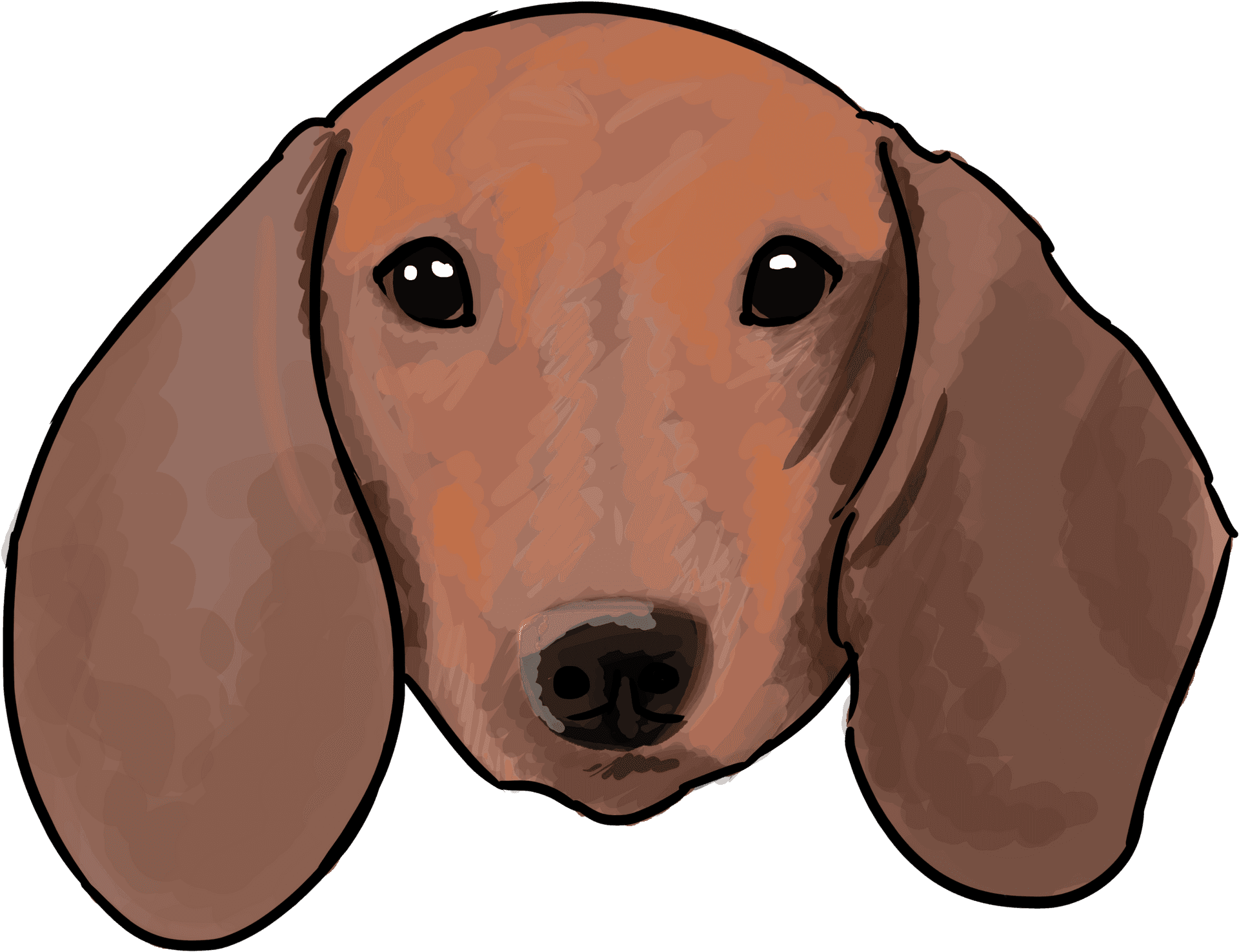 Basset Hound Portrait PNG Image