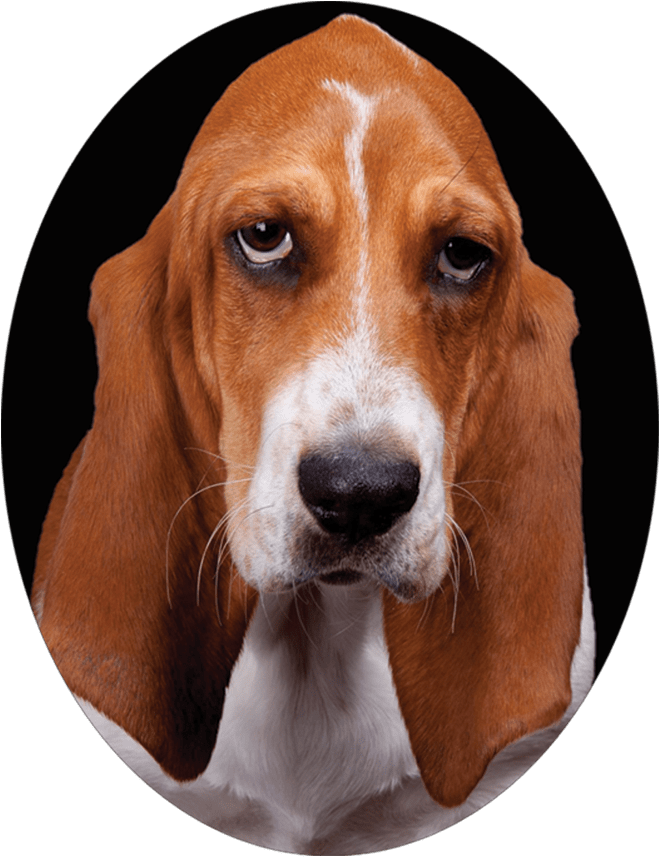 Basset Hound Portrait PNG Image