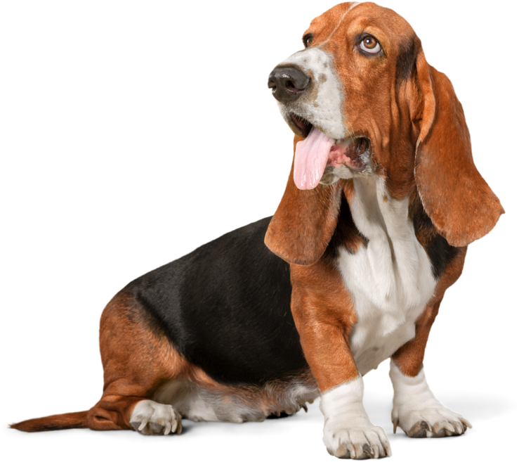 Basset Hound Sitting Pose PNG Image