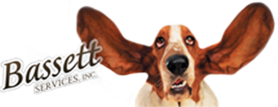 Basset Hound With Floppy Ears PNG Image