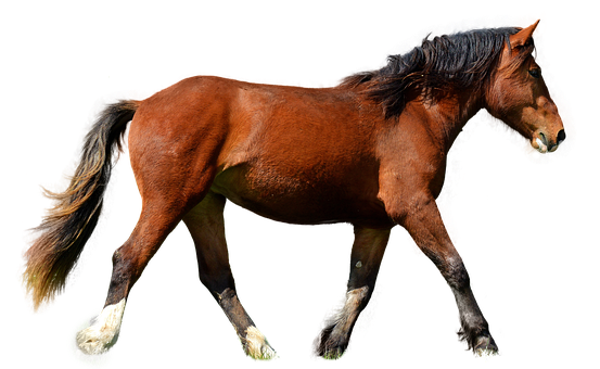 Bay Horse Black Background PNG Image