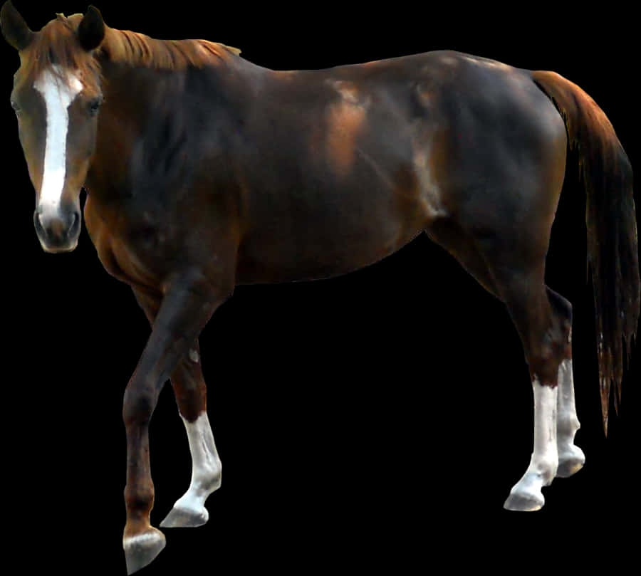 Bay Horse Isolatedon Black PNG Image