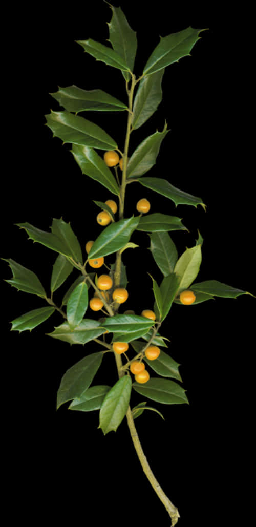 Bayleaf Branchwith Berries PNG Image