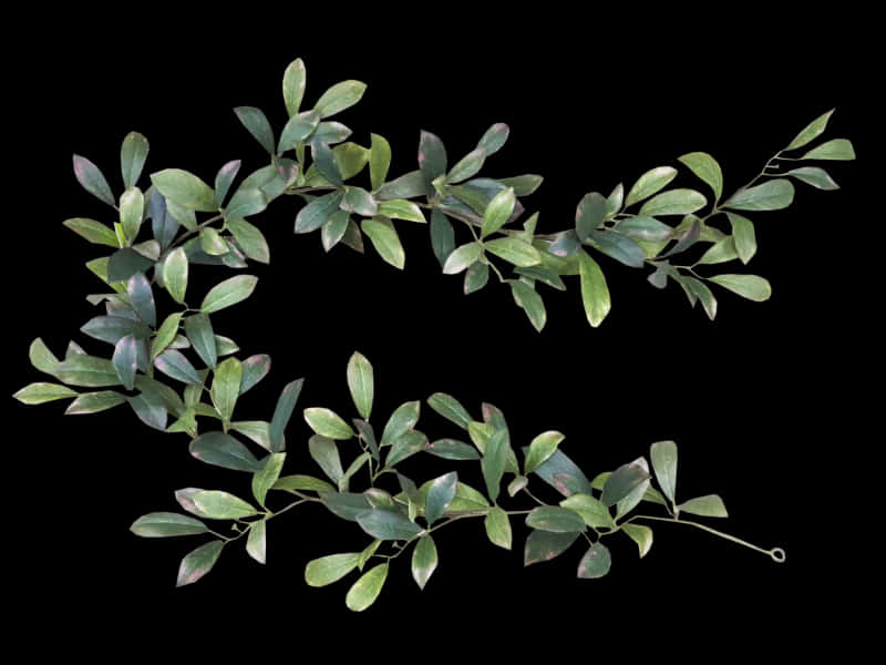 Bayleaf Garlandon Black Background PNG Image