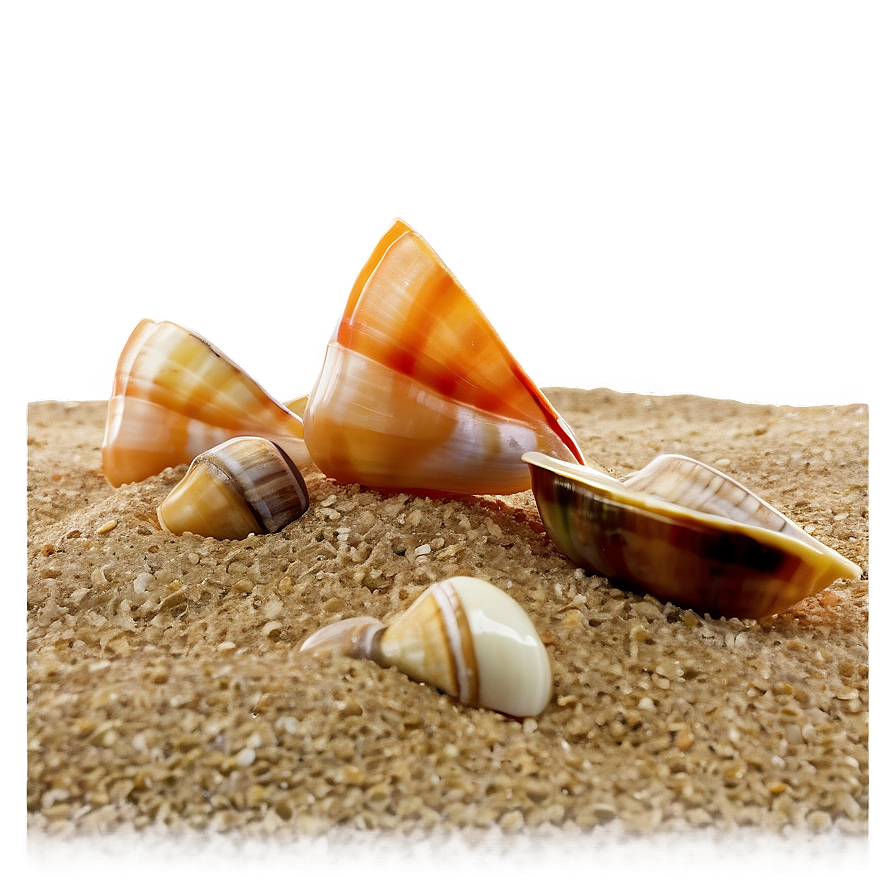 Beach Sand With Shellfish Png 06292024 PNG Image