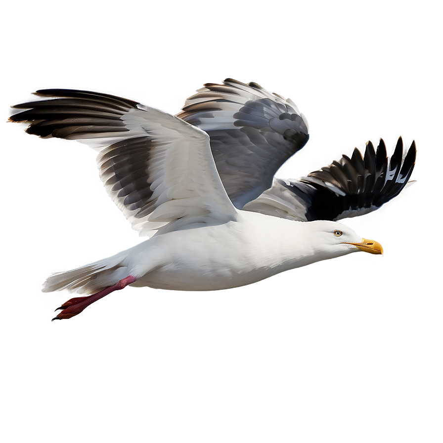 Beach Seagulls Fly Png 06132024 PNG Image