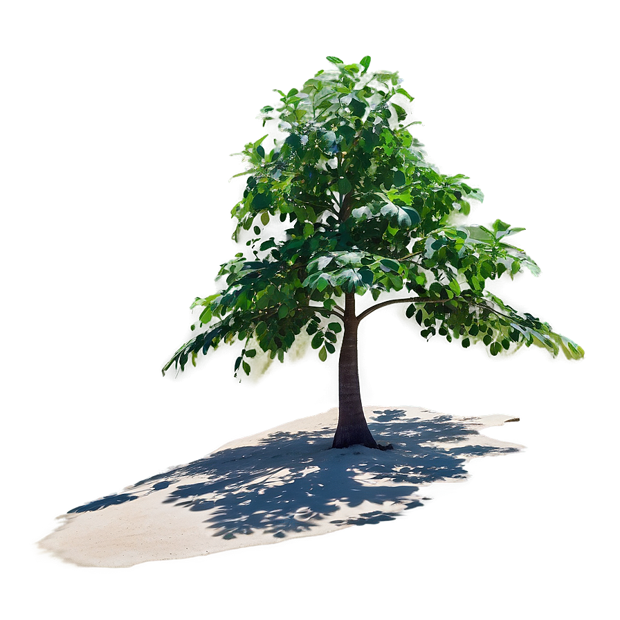 Beachside Tree Shadow Png Xee46 PNG Image