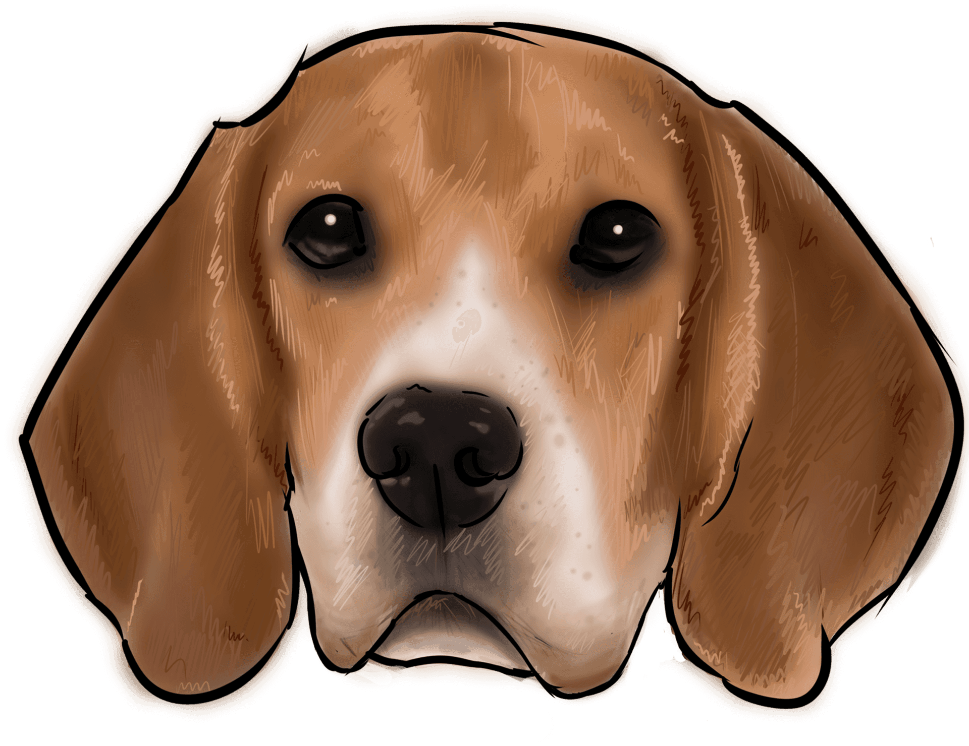 Beagle Head Illustration PNG Image