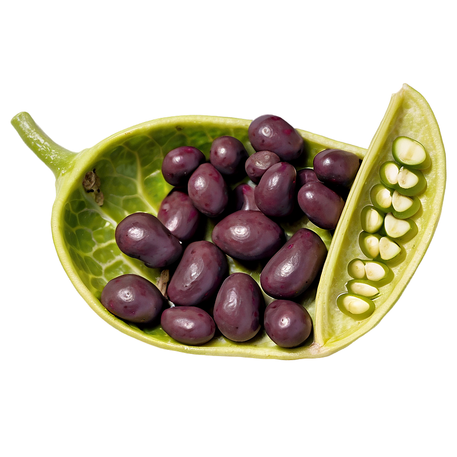 Bean Pod Open Png Grr PNG Image