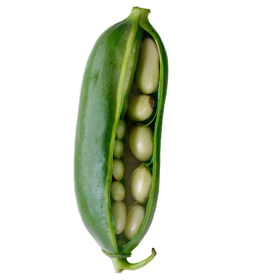 Bean Pod Open Png Kvb11 PNG Image