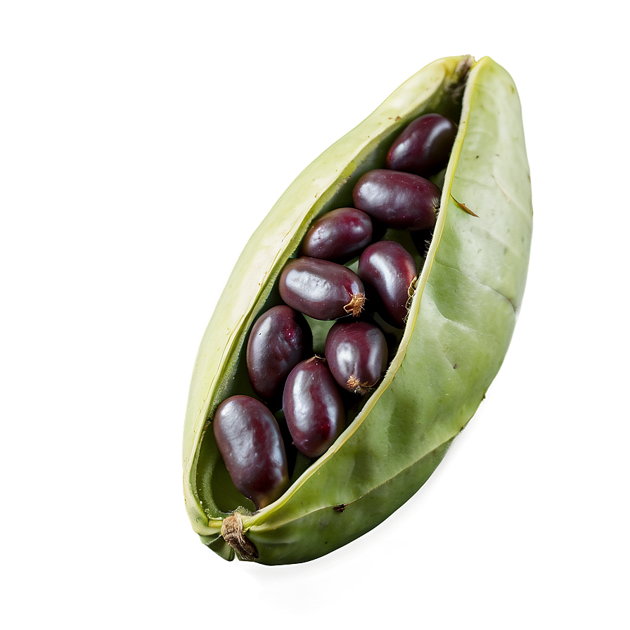 Bean Pod Open Png Thc40 PNG Image