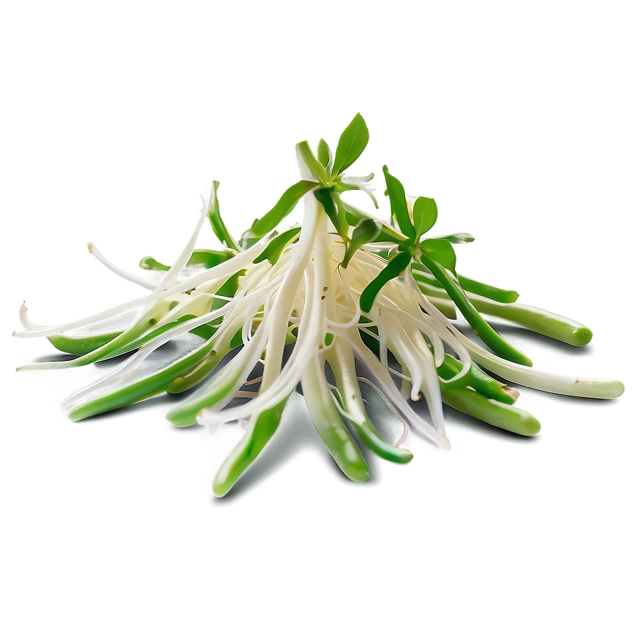 Bean Sprout Vector Png 9 PNG Image