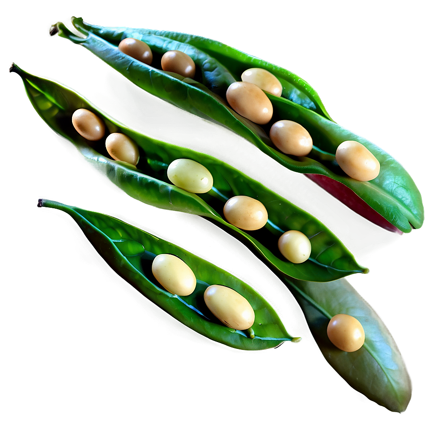 Beans Field Png 15 PNG Image