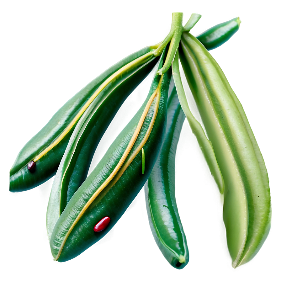 Beans Plant Png Gyy PNG Image