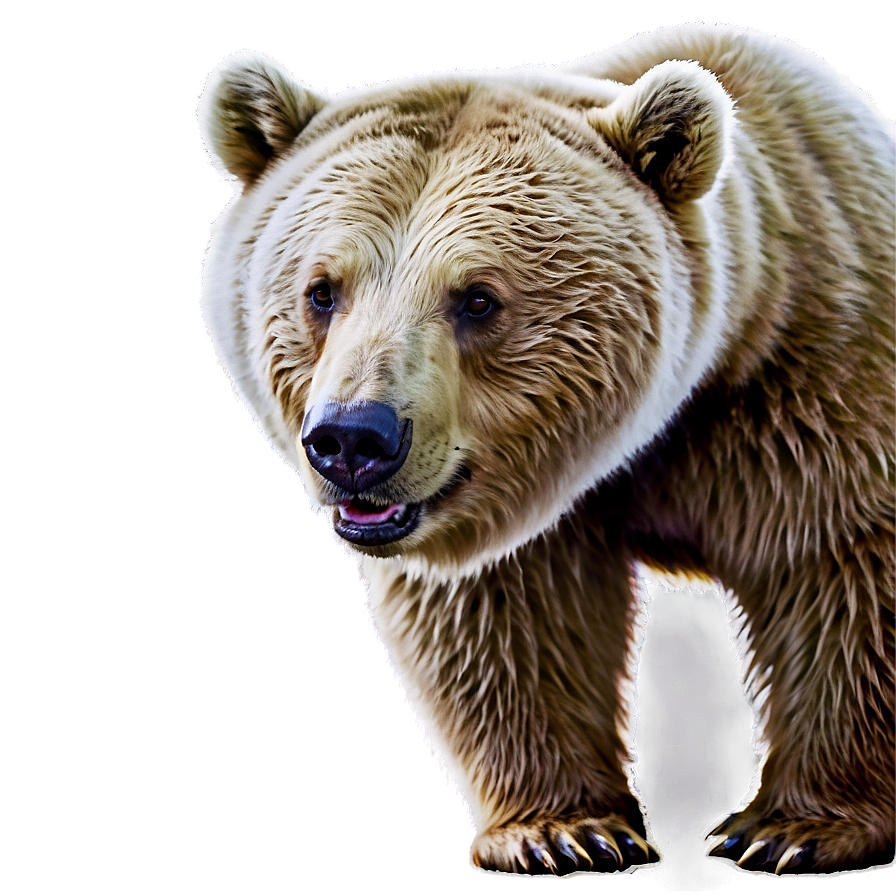 Bear A PNG Image