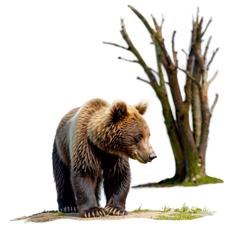 Bear And Cub Png 54 PNG Image