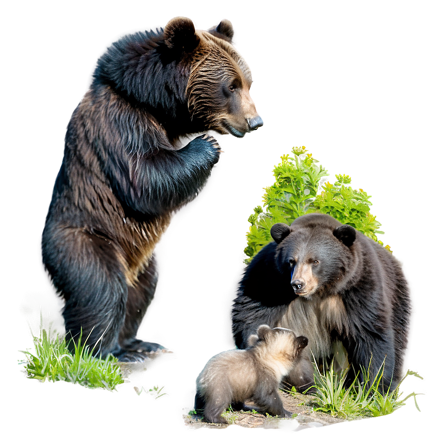 Bear And Cub Png 95 PNG Image