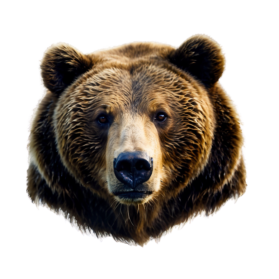 Bear Face In Nature Png 55 PNG Image