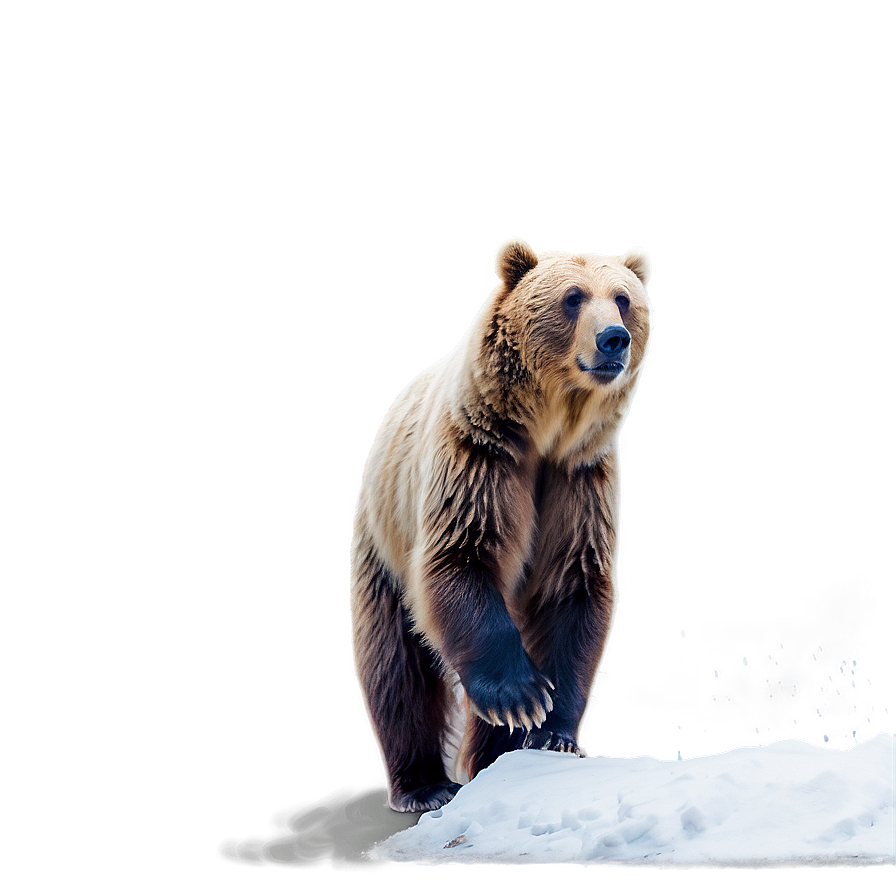 Bear Face In Snow Png Dqn19 PNG Image