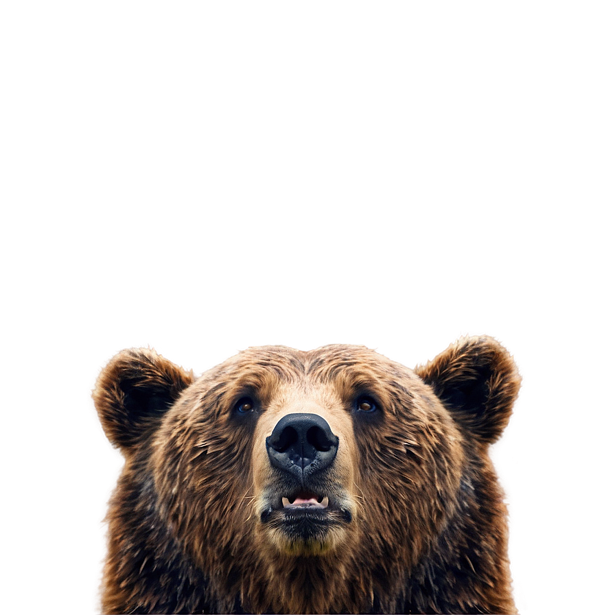 Bear Face Model Png Doy PNG Image