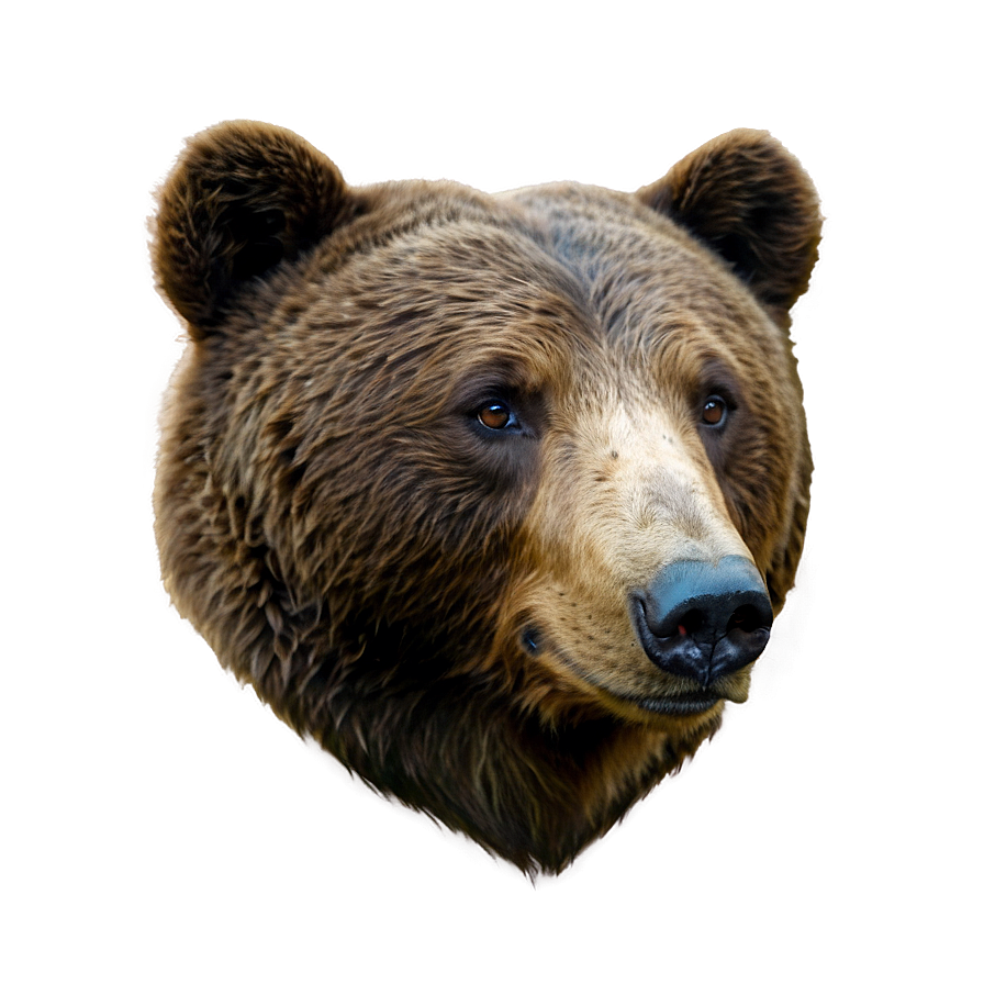 Bear Face Profile Png 06292024 PNG Image