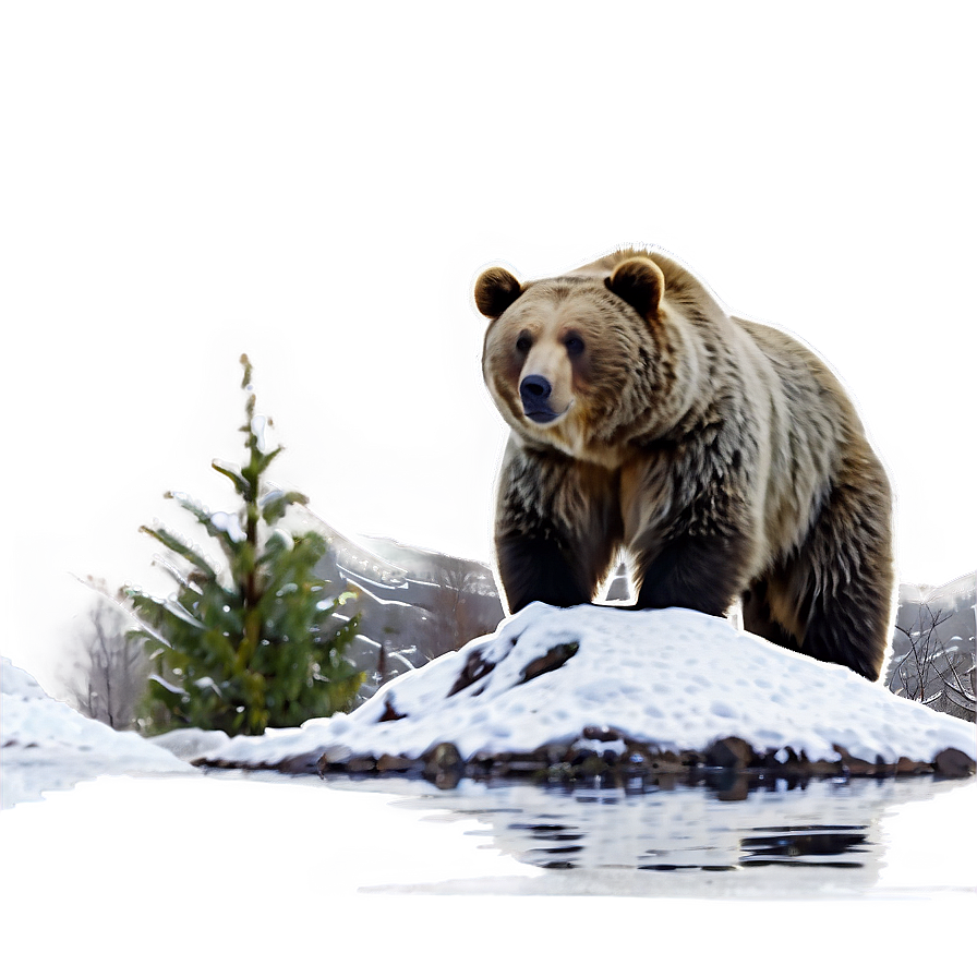 Bear In Snow Png Jwh70 PNG Image