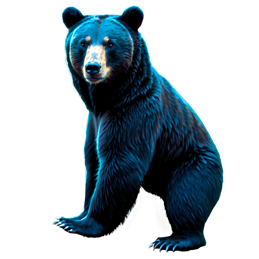 Bear Outline Png 66 PNG Image