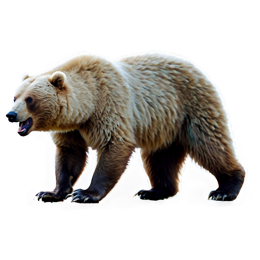 Bear Roaring Png Omt24 PNG Image