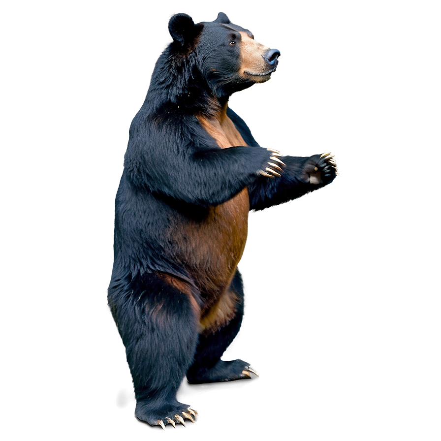 Bear Standing Up Png 16 PNG Image