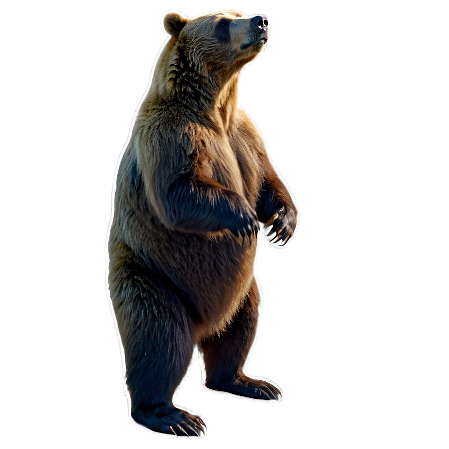 Bear Standing Up Png Oey PNG Image