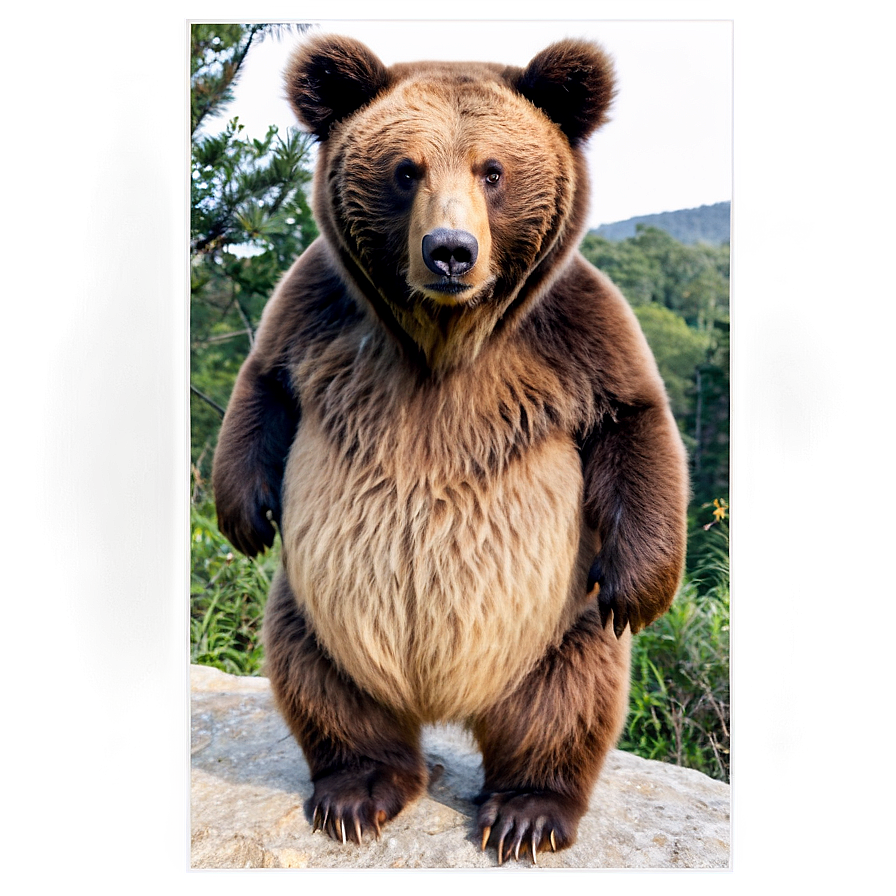 Bears B PNG Image