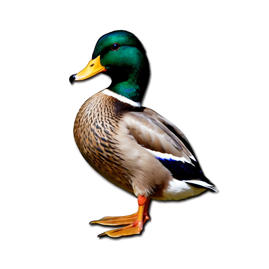 Beautiful Mallard Duck Png 27 PNG Image