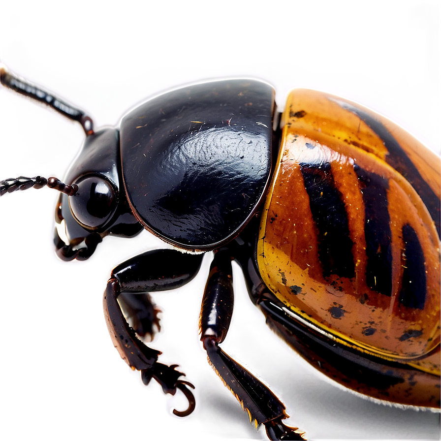 Beetle Conservation Awareness Png Fks28 PNG Image