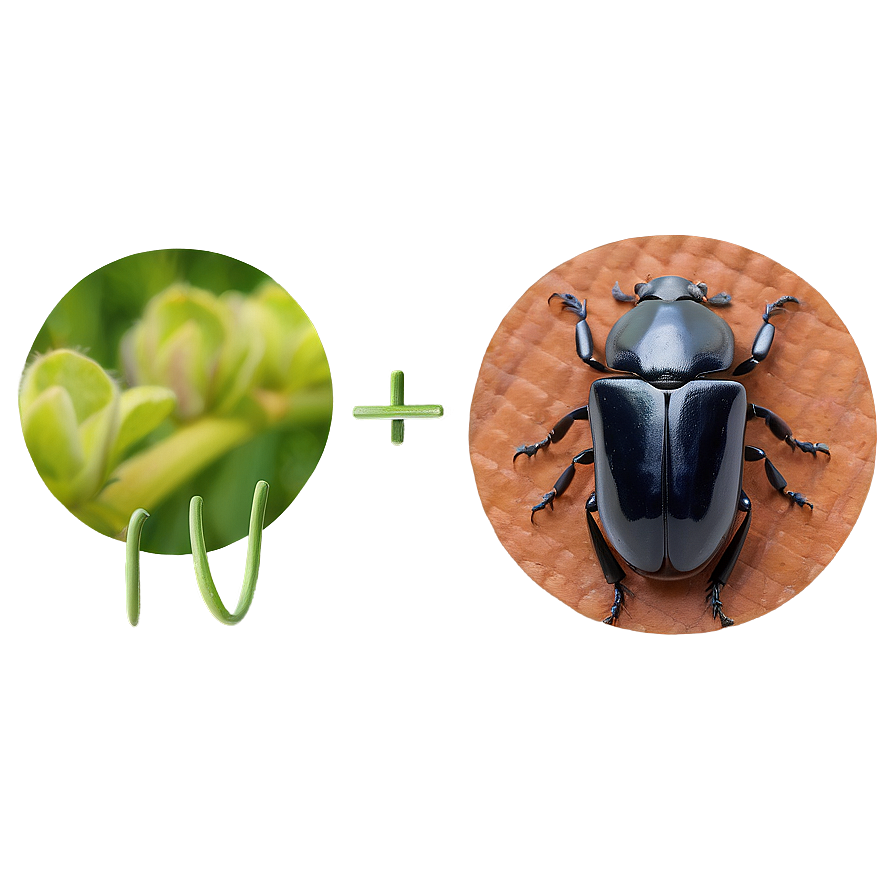 Beetle Eating Habits Info Png 3 PNG Image