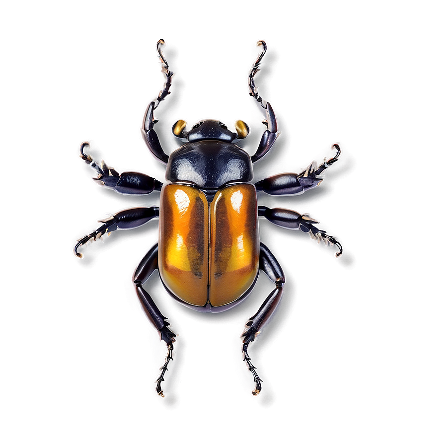 Beetle In Amber Png 34 PNG Image