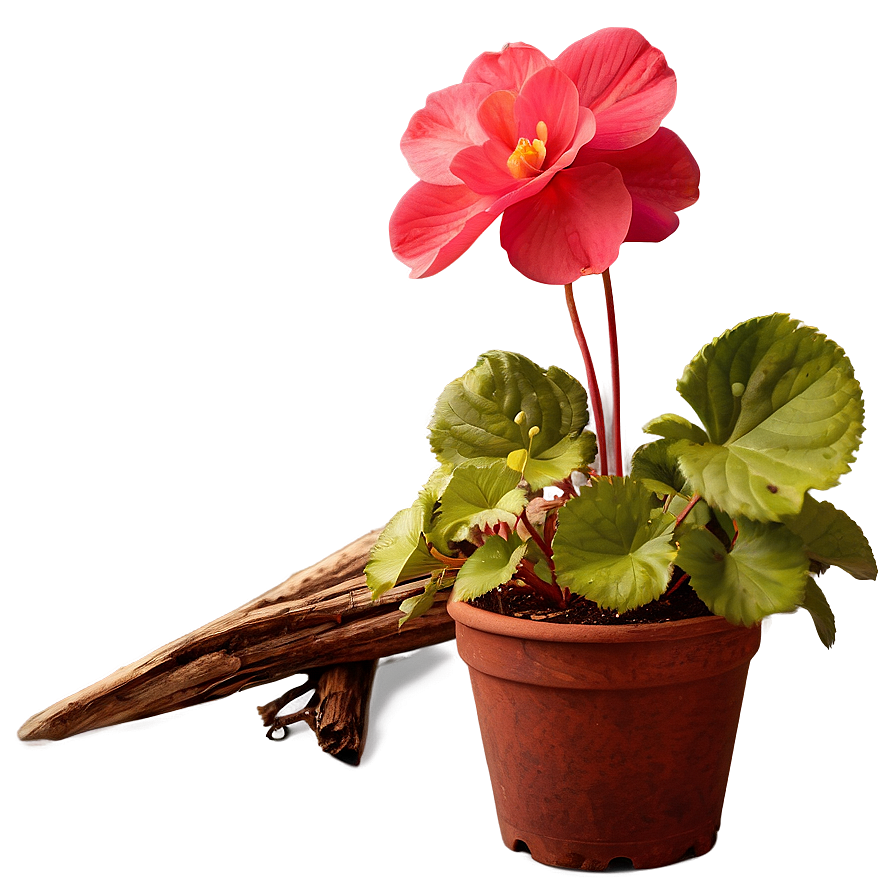 Begonia Flower Art Png 05252024 PNG Image