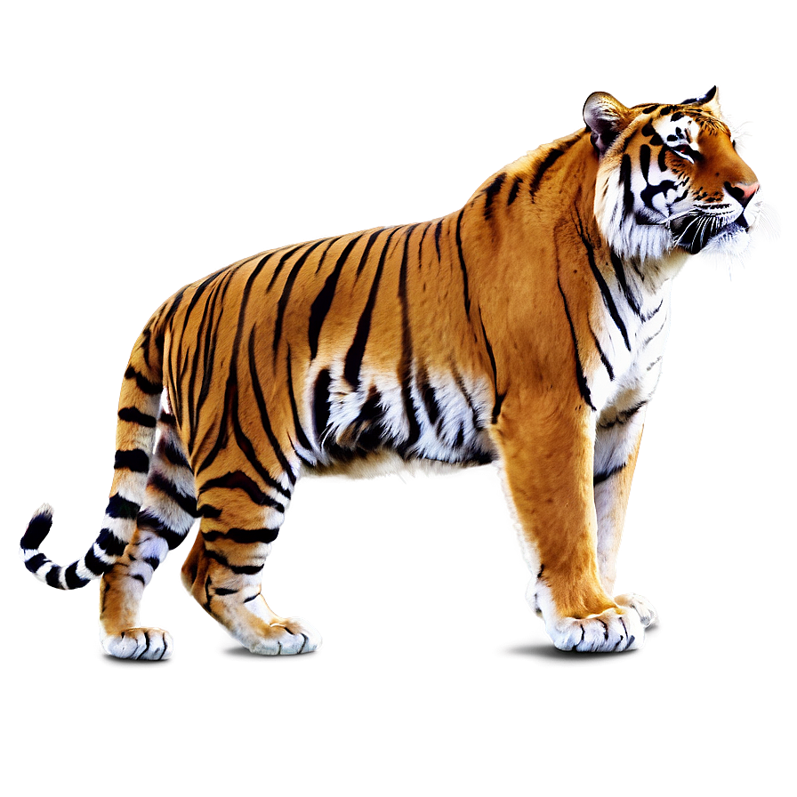 Bengal Tiger Png Kxq PNG Image