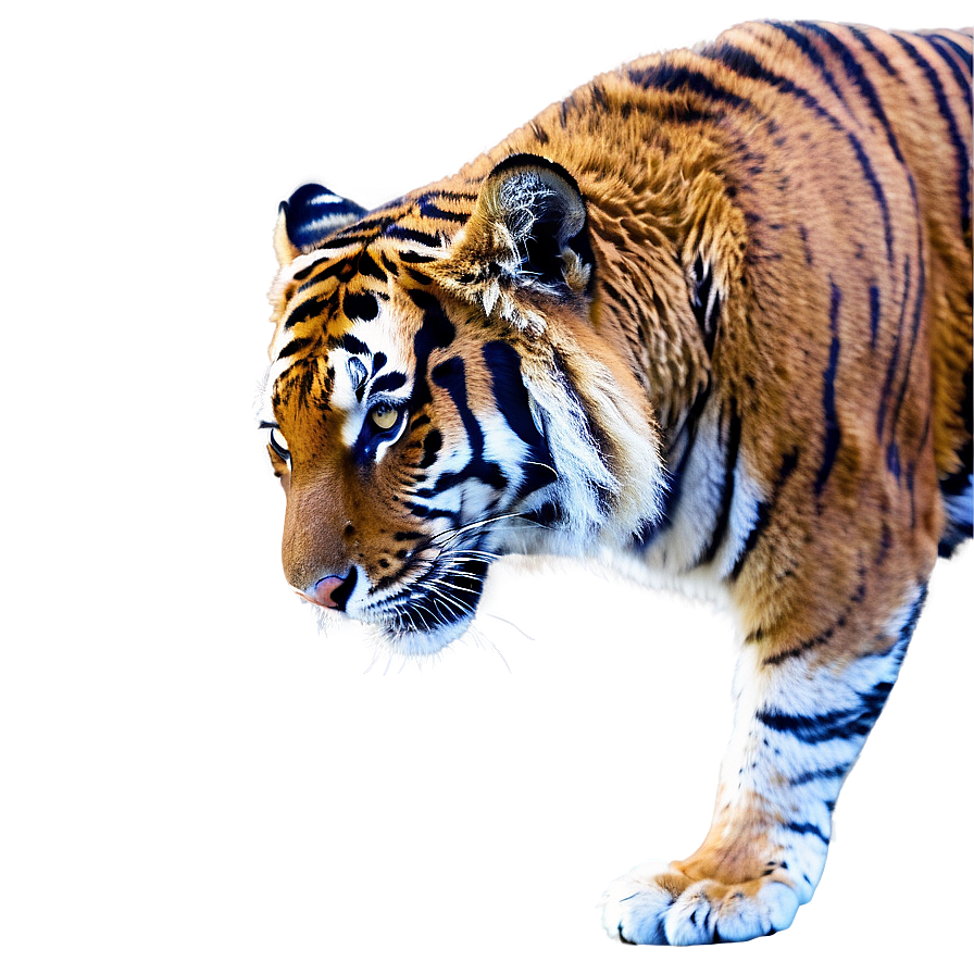 Bengal Tiger Png Sjc PNG Image