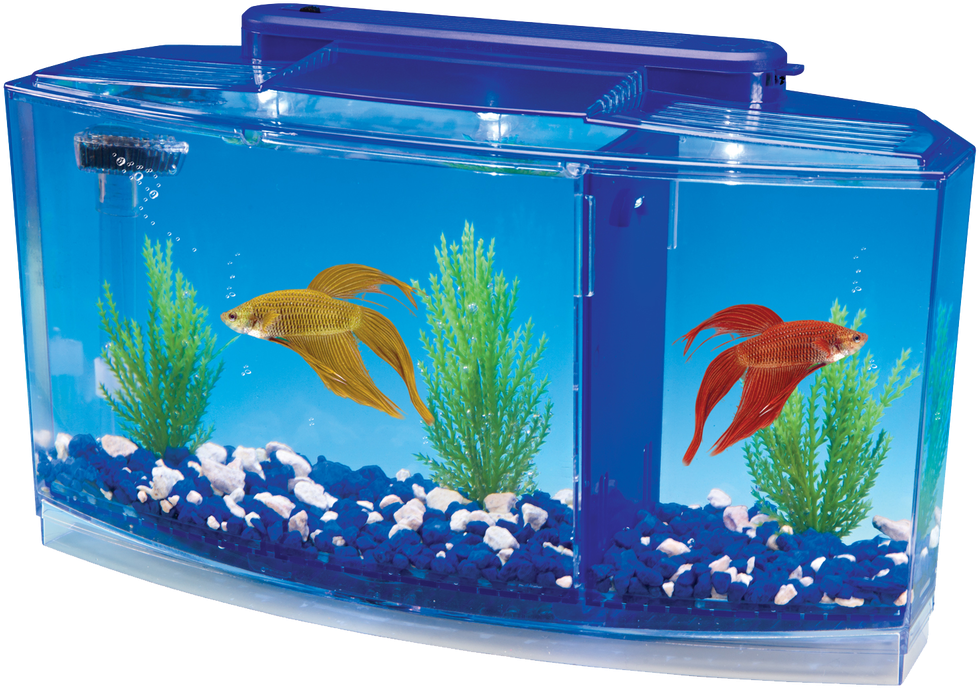 Betta Fish Aquarium Setup PNG Image