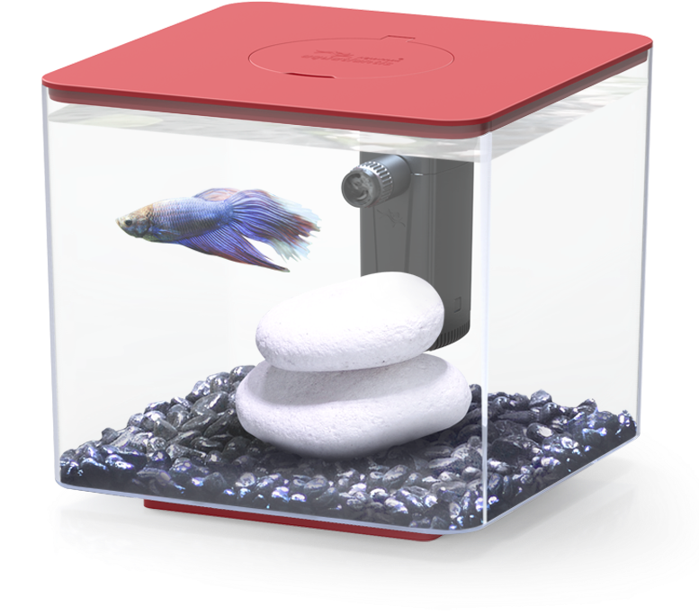 Betta Fishin Modern Aquarium PNG Image