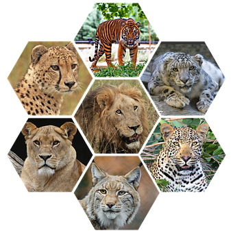 Big Cats Collage PNG Image