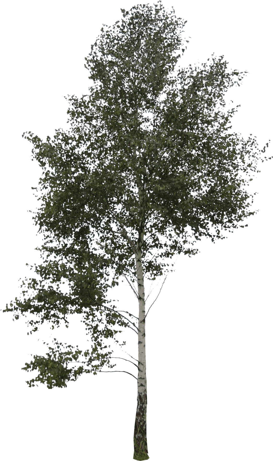 Birch Tree Against Sky PNG Image