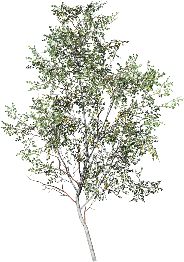 Birch Tree Single Standing PNG Image