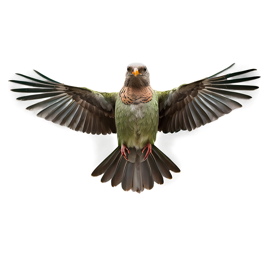 Bird B PNG Image