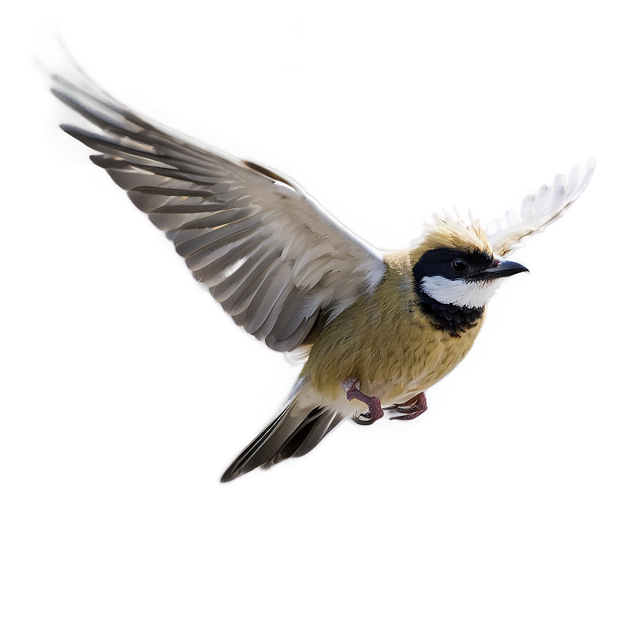 Bird Flying B PNG Image