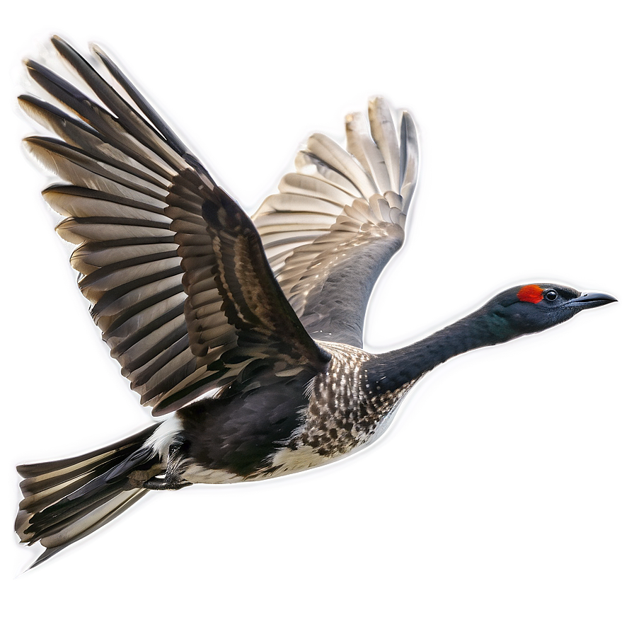 Bird Flying C PNG Image